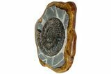 Ammonite (Speetoniceras) Fossil in Decorative Simbircite Display #228076-4